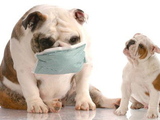 Rover's Got the Sniffles? Pet Owners Try Aromatherapy for Healing