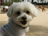 Social Networking Site For Dogs Promotes Puppy Playdates