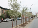 Long Island City Residents Welcome New Trees on 11th Street