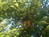 Bees Swarm on Melrose Corner in The Bronx