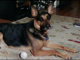 Dog's Death After Walk in Inwood Hill Park Has Pet Owners on High Alert