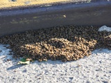 Swarm of Feral Bees Shuts Down Bronx Corner 