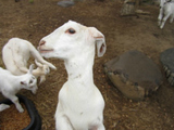Governors Island Wants Help Naming Baby Goats 