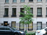 Worker Killed in Fall from Park Ave. Building, Sources Say