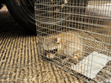 Baby Raccoon Caged at Brighton Beach Health Agency