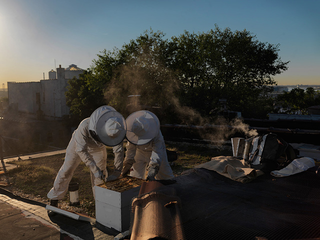 Beekeepers at a garden Hunts Point. This photo by Nina Berman is part of her exhibit 