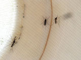 Annual Spraying for Mosquitoes Begins to Combat West Nile Virus