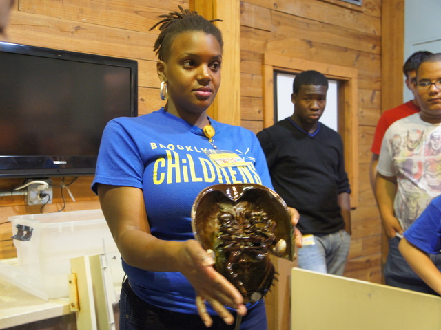 <p>An educator displays a horseshoe crab at the sea-life exhibit at the Brooklyn Children's Museum. The museum is slated to debut its one-of-a-kind sensory room for children with special needs this fall.</p>
