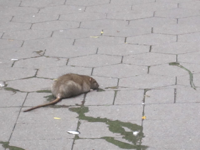 A dying rat at Tramway Plaza. 