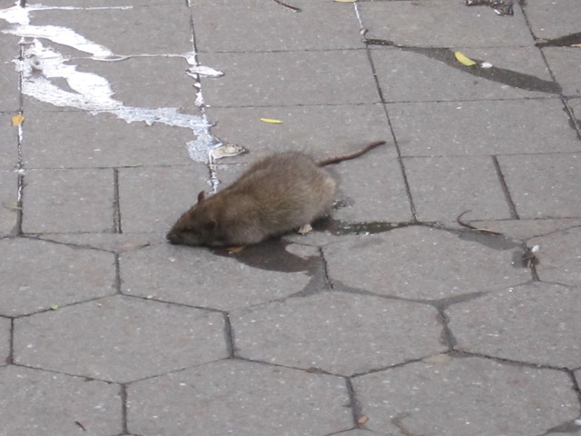 A dying rat at Tramway Plaza, not too far from where the Parks Dept. put poison, on July 30, 2012. 
