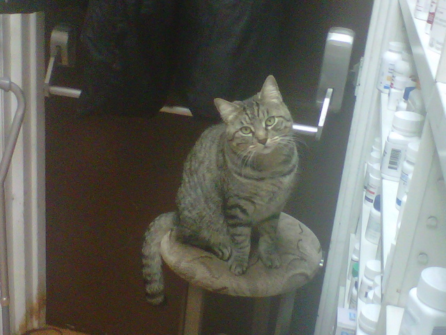 Ivy, the store cat of Neergaard Pharmacy on Seventh Avenue. She refuses to eat anything but Fancy Feast, an employee said.