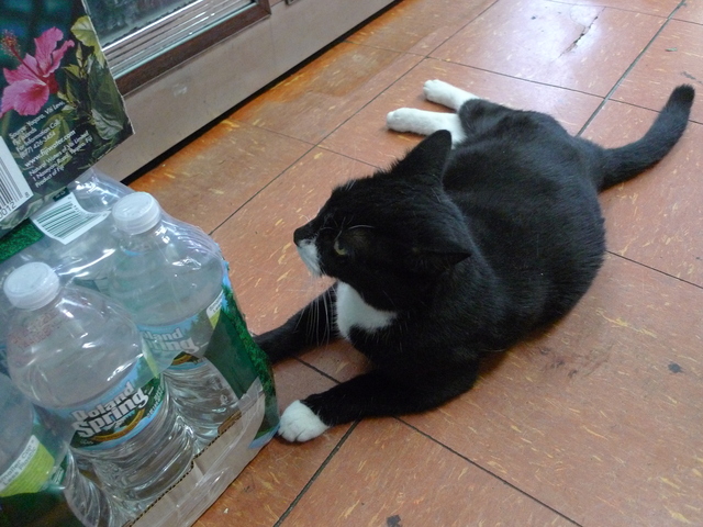 Park Slope candy shop and newsstand's store cat Queen Sheba on Seventh Avenue and Union Street.