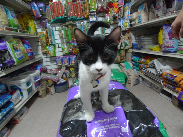 Minnie, one of two kittens who moved in recently at the pet store on Prospect Park West in Windsor Terrace.