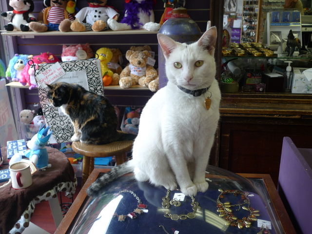 Sushi, a store cat at the Hallmark store on Prospect Park West in Windsor Terrace. Her companion Tiffany is in the background.