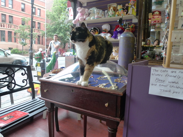 Tiffany, a calico cat who lives at the Hallmark store in Windsor Terrace, helps guard the jewelry case.