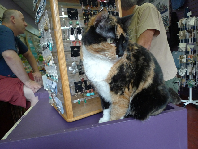Tiffany, a calico cat who lives at the Hallmark store in Windsor Terrace.