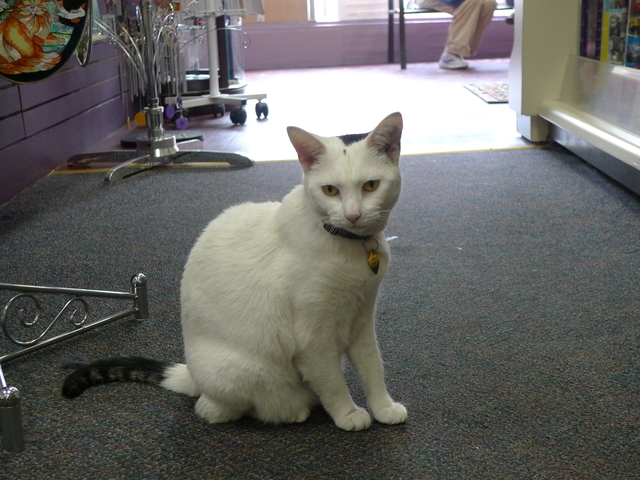 Sushi, a store cat at the Windsor Terrace Hallmark store, is thought to be Jewish because of a yarmulke-style marking on her head.