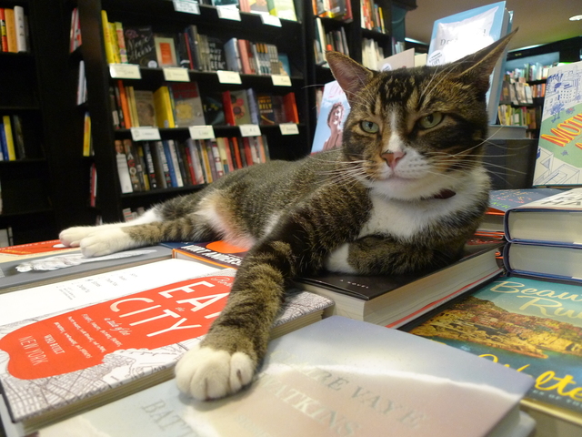 Tiny the Usurper, the store cat of Community Bookstore on Seventh Avenue, was nicknamed "malo gato" by a little boy who had a run-in with Tiny.
