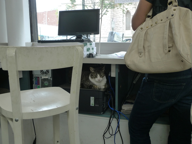 One of two store cats at Park Slope Copy Center on Seventh Avenue near Carroll Street.