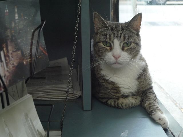 One of two store cats at Park Slope Copy Center on Seventh Avenue near Carroll Street.