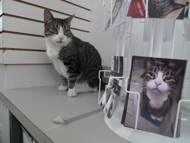 The Park Slope Copy Center cats on Seventh Avenue near Carroll Street are so famous that the store sells postcards of the cats.