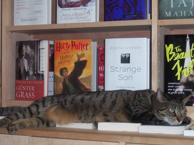 Holly Golightly, the store cat of Babbo's Books on Prospect Park West in Windsor Terrace. She passed away in August 2012.