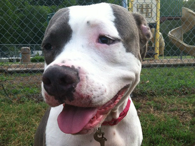 Lily (pictured), a rescue dog from Virginia, was snatched outside a Bushwhick supermarket on Monday. There is a reward being offered for her safe return. 