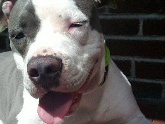 Lily (pictured), a rescue dog from Virginia, was snatched outside a Bushwhick supermarket on Monday. There is a reward being offered for her safe return. 