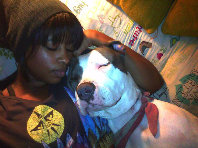 Lauren Richeson with her beloved pit bull Lily (pictured), a rescue dog from Virginia. The dog was snatched outside a Bushwhick supermarket on Monday. There is a reward being offered for her safe return. 