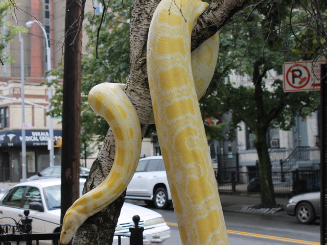 Venom the snake is an albino Burmese Python, her owner Clifford Smith said.