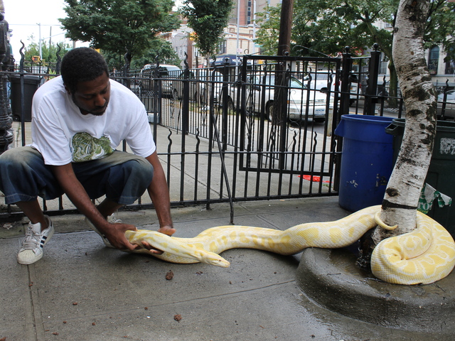Clifford Smith said he brings out Venom when the weather is warm enough to maintain her necessary temperature as a cold-blooded animal.