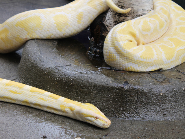 Venom weighs about 180 pounds, Smith said.