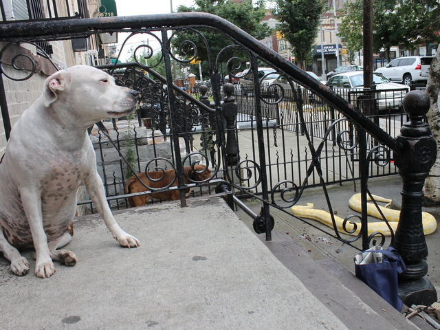 Smith also has two pit bulls, a cat and a fish in his apartment, and he said all the animals get along.