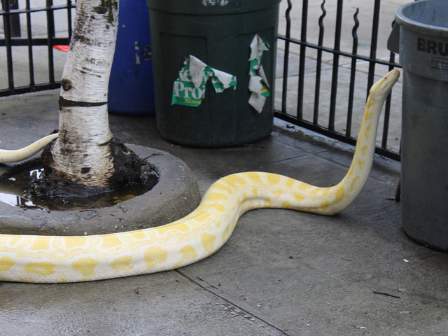 Venom explored a trash can in her front yard.