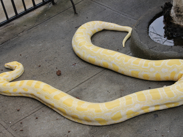 Venom is about 15 feet long.
