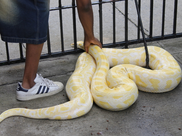 Venom curled into a ball in front of her apartment.