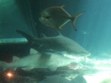 Giant Shark Tank Headed to Coney Island Aquarium