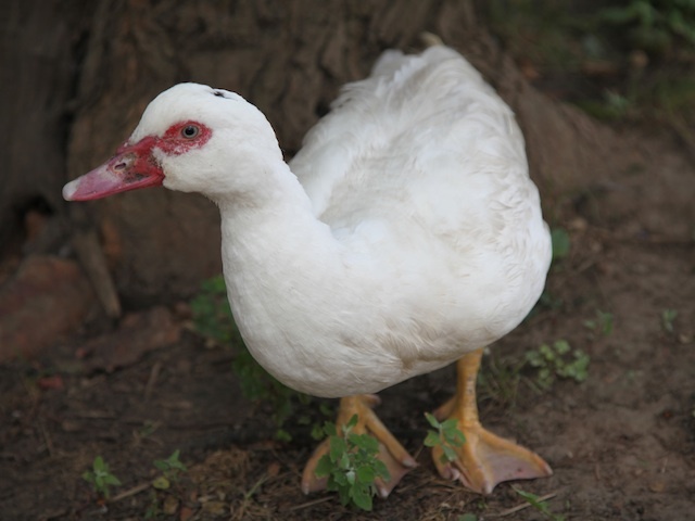 Domestic Duck, who locals call Winston, inhabits Inwood Hill Park.