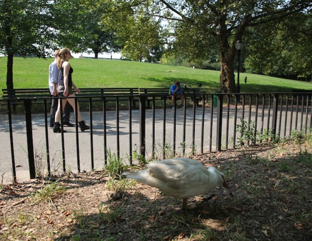 The white plumed, domestic ducks is often found along the fence in Inwood Hill Park.