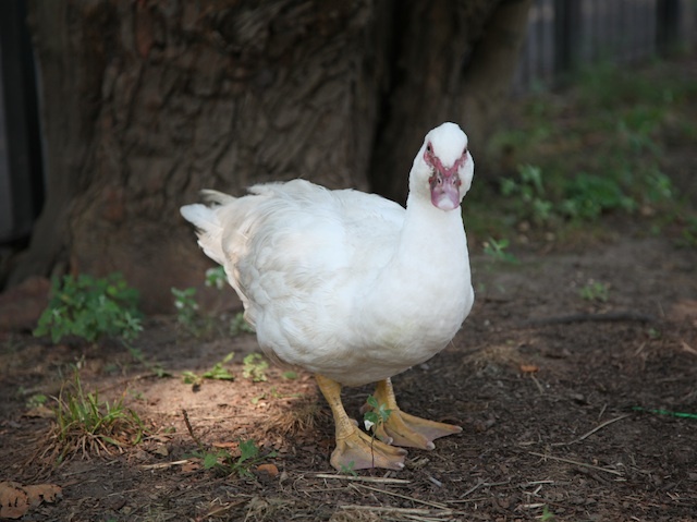Winston, a white domestic duck, is often spotted near the Nature Conservancy in Inwood Hill Park. 