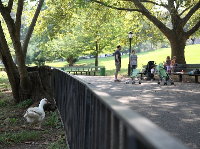 Winston, the domestic white duck in Inwood Hill Park, greets passer-by in hopes of food.