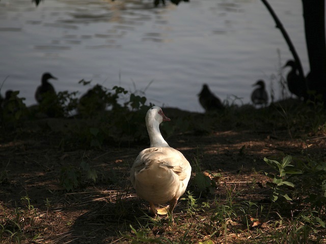 Winston, Inwood Hill Park's domestic duck forges for food along the outer banks.