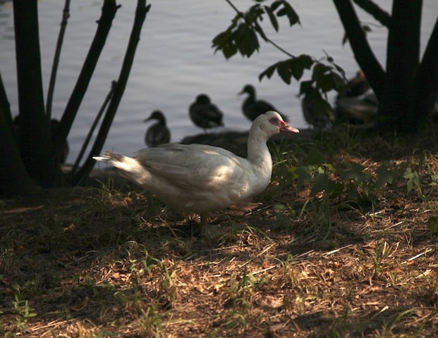 Winston, is the only domestic duck in Inwood Hill Park. 