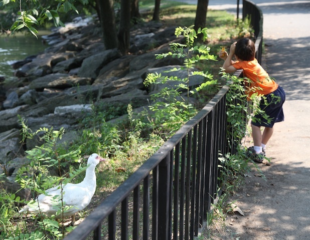 A boy glances over the fence to catch a glimpse of Winston, the white domestic duck who roams Inwood Hill Park. 