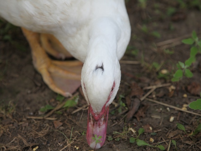 Domestic duck, who is often called Winston or Willard, is very friendly and greets park visitors. 