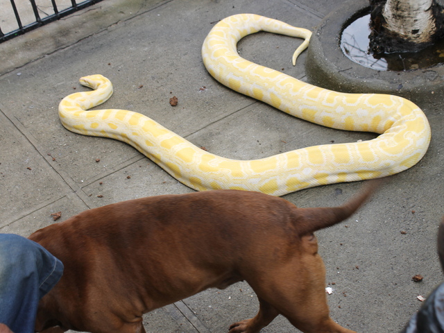 Clifton Smith's pit bull waltzed past Smith's albino Python Venom in front of Smith's apartment on St. Nicholas Avenue.