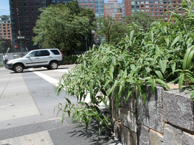 Weeds in the West Street median south of Chambers Street. 