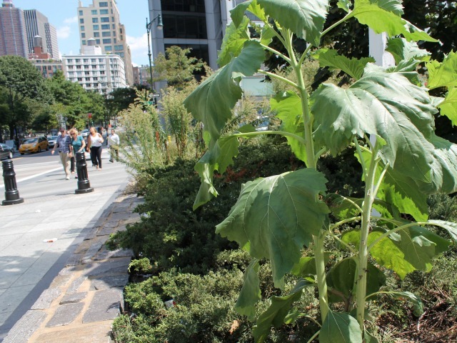 Towering weeds are growing in the middle of West Street in Lower Manhattan. 