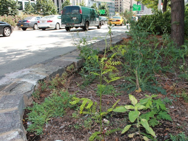 Weeds are thriving and plants are dying along West Street because planting areas are not being maintained, residents said. 
