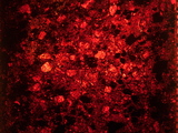  Blood Replaces Paint at Lower East Side Gallery Show